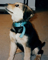 Amnesty as a pup